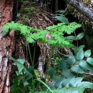 Meet your Posher, A'ryon